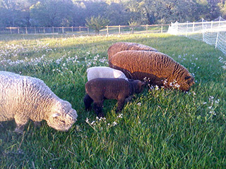 sheep