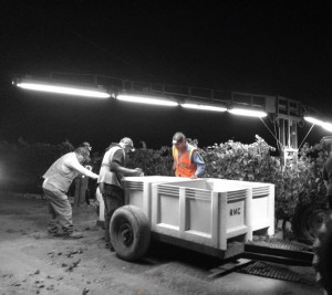 Night picking pinot with the Ledbetter crew.