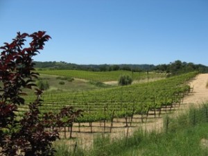 hogan's run vineyard